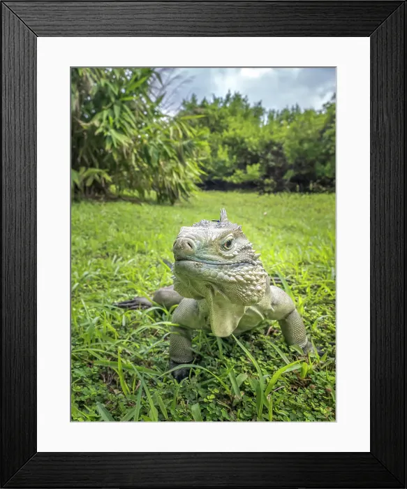Framed Print : A critically endangered Blue Iguana (Cyclura lewisi), Grand Cayman, Cayman Islands, British West Indies Framed Print : A critically endangered Blue Iguana (Cyclura lewisi), Grand Cayman, Cayman Islands, British West Indies