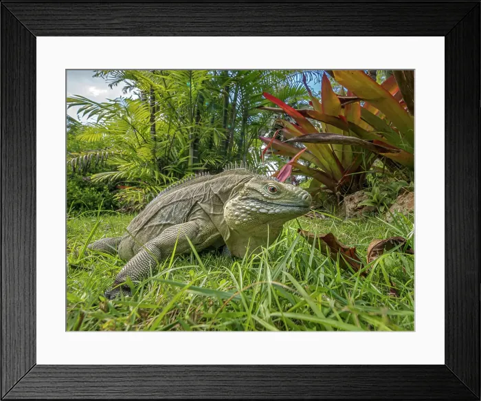 Framed Print : A critically endangered Blue Iguana (Cyclura lewisi), Grand Cayman, Cayman Islands, British West Indies Framed Print : A critically endangered Blue Iguana (Cyclura lewisi), Grand Cayman, Cayman Islands, British West Indies