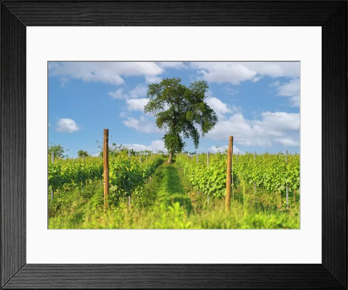 Framed Print : Tree and vineyards in Franciacorta country, Brescia province in Lombardy district, Italy