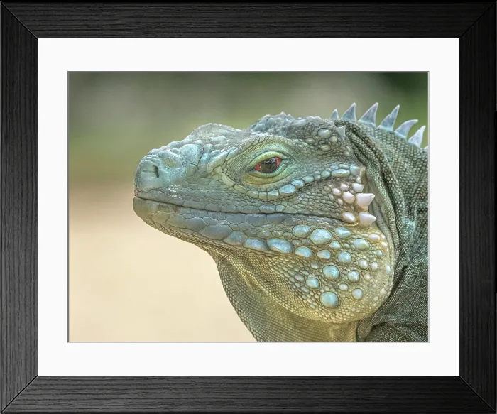 Framed Print : A critically endangered Blue Iguana (Cyclura lewisi), Grand Cayman, Cayman Islands, British West Indies Framed Print : A critically endangered Blue Iguana (Cyclura lewisi), Grand Cayman, Cayman Islands, British West Indies