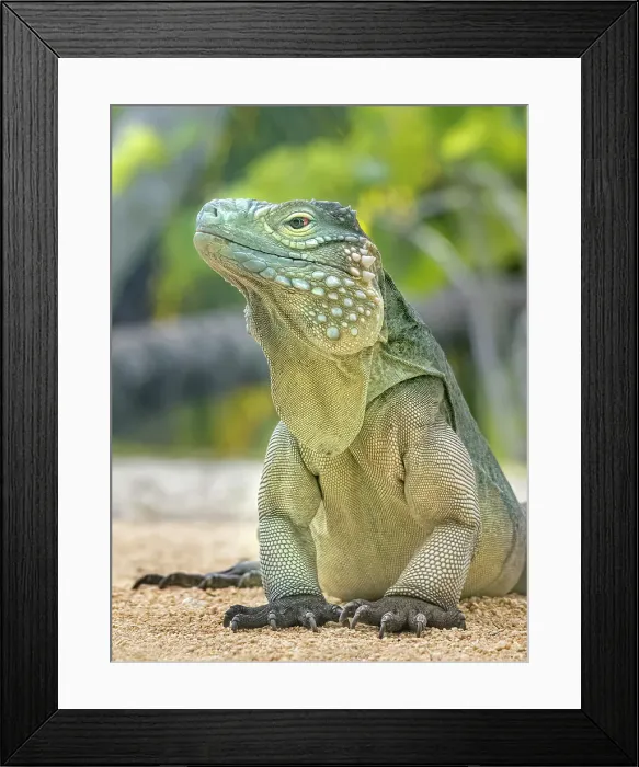 Framed Print : A critically endangered Blue Iguana (Cyclura lewisi), Grand Cayman, Cayman Islands, British West Indies Framed Print : A critically endangered Blue Iguana (Cyclura lewisi), Grand Cayman, Cayman Islands, British West Indies