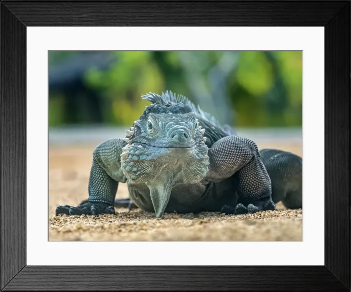 Framed Print : A critically endangered Blue Iguana (Cyclura lewisi), Grand Cayman, Cayman Islands, British West Indies Framed Print : A critically endangered Blue Iguana (Cyclura lewisi), Grand Cayman, Cayman Islands, British West Indies