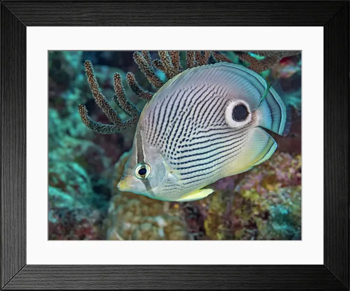Framed Print : Foureye Butterflyfish (Chaetodon capistratus), Grand Cayman, Cayman Islands, British West Indies