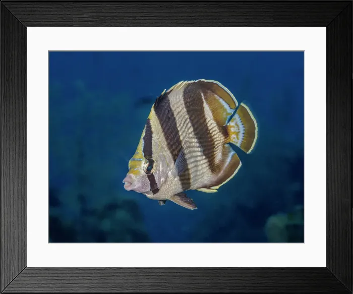 Framed Print : Banded Butterflyfish (Chaetodon striatus), Grand Cayman, Cayman Islands, British West Indies Framed Print : Banded Butterflyfish (Chaetodon striatus), Grand Cayman, Cayman Islands, British West Indies