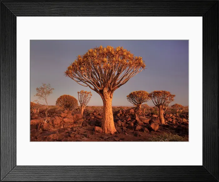 Framed Print : Quiver trees (Aloidendron dichotomum) at dusk, Quiver tree Forest, near Keetmanshoop, Namibia Framed Print : Quiver trees (Aloidendron dichotomum) at dusk, Quiver tree Forest, near Keetmanshoop, Namibia