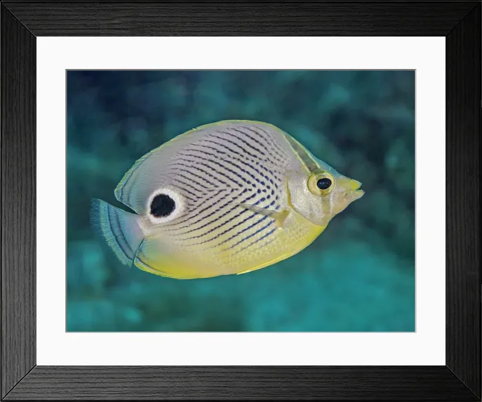 Framed Print : Foureye Butterflyfish (Chaetodon capistratus), Grand Cayman, Cayman Islands, British West Indies Framed Print : Foureye Butterflyfish (Chaetodon capistratus), Grand Cayman, Cayman Islands, British West Indies
