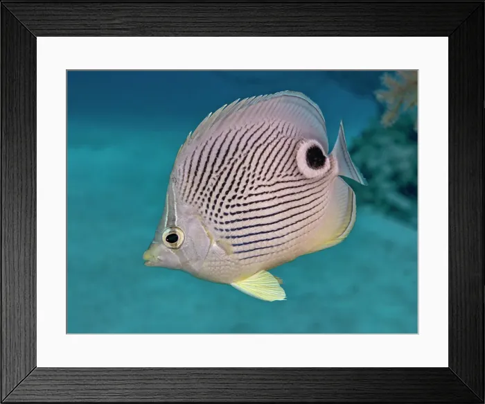 Framed Print : Foureye Butterflyfish (Chaetodon capistratus), Grand Cayman, Cayman Islands, British West Indies Framed Print : Foureye Butterflyfish (Chaetodon capistratus), Grand Cayman, Cayman Islands, British West Indies