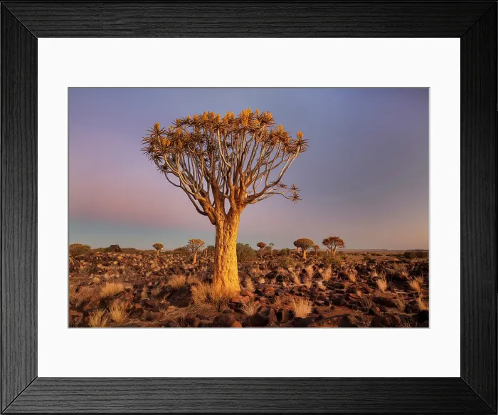 Framed Print : Quiver trees (Aloidendron dichotomum) at dusk, Quiver tree Forest, near Keetmanshoop, Namibia Framed Print : Quiver trees (Aloidendron dichotomum) at dusk, Quiver tree Forest, near Keetmanshoop, Namibia