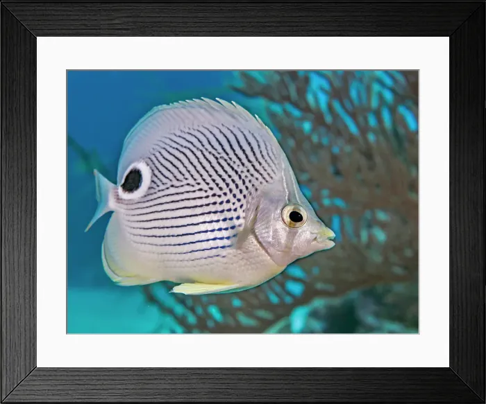 Framed Print : Foureye Butterflyfish (Chaetodon capistratus), Grand Cayman, Cayman Islands, British West Indies Framed Print : Foureye Butterflyfish (Chaetodon capistratus), Grand Cayman, Cayman Islands, British West Indies