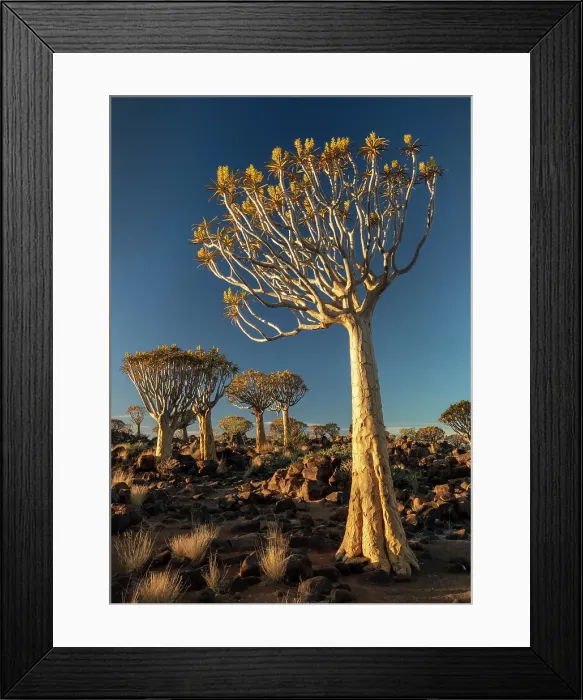 Framed Print : Quiver trees (Aloidendron dichotomum), Quiver tree Forest, near Keetmanshoop, Namibia Framed Print : Quiver trees (Aloidendron dichotomum), Quiver tree Forest, near Keetmanshoop, Namibia
