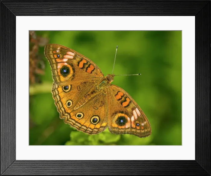 Framed Print : Tropical Buckeye (Junonia evarete), Grand Cayman, Cayman Islands, British West Indies Framed Print : Tropical Buckeye (Junonia evarete), Grand Cayman, Cayman Islands, British West Indies