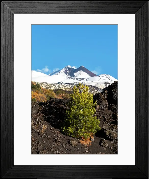 Framed Print : Solitary pine tree in the black volcanic landscape of the mount Etna covered with snow in winter, Piano Vetore, Regalna, Catania province, Sicily, Italy Framed Print : Solitary pine tree in the black volcanic landscape of the mount Etna covered with snow in winter, Piano Vetore, Regalna, Catania province, Sicily, Italy