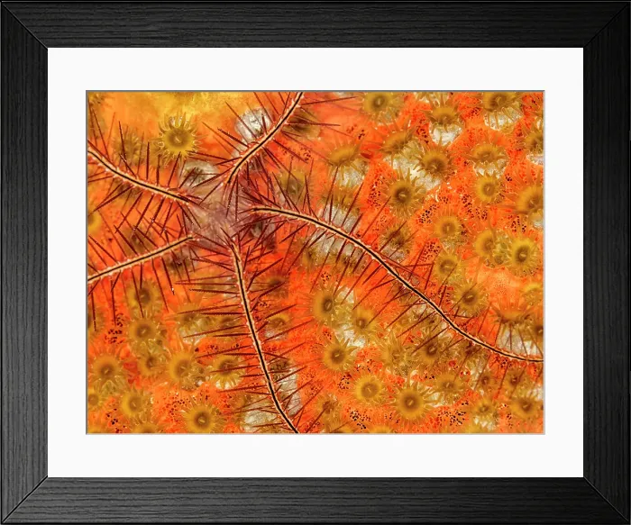 Framed Print : Red Boring Sponge (Cliona delitrix) with small Brittle Starfish, Grand Cayman, Cayman Islands, British West Indies Framed Print : Red Boring Sponge (Cliona delitrix) with small Brittle Starfish, Grand Cayman, Cayman Islands, British West Indies
