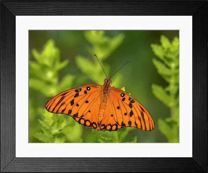 Framed Print : Gulf Fritillary (Agraulis vanillae), Grand Cayman, Cayman Islands, British West Indies Framed Print : Gulf Fritillary (Agraulis vanillae), Grand Cayman, Cayman Islands, British West Indies