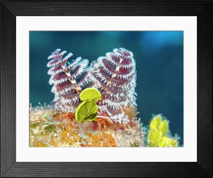 Framed Print : Christmas Tree Worm (Spirobranchus giganteus), Grand Cayman, Cayman Islands, British West Indies Framed Print : Christmas Tree Worm (Spirobranchus giganteus), Grand Cayman, Cayman Islands, British West Indies