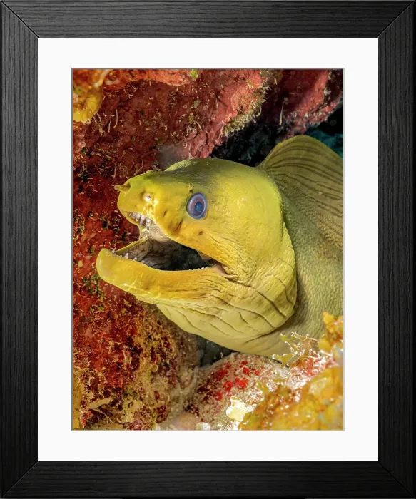 Framed Print : Green Moray Eel (Gymnothorax funebris), Grand Cayman, Cayman Islands, British West Indies Framed Print : Green Moray Eel (Gymnothorax funebris), Grand Cayman, Cayman Islands, British West Indies