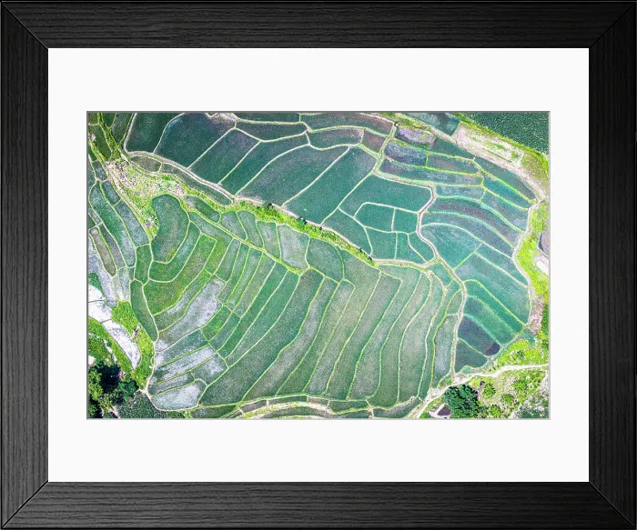 Framed Print : Overhead view of terraced rice paddy fields, Lam Nam Kok National Park, Chiang Mai, Thailand Framed Print : Overhead view of terraced rice paddy fields, Lam Nam Kok National Park, Chiang Mai, Thailand