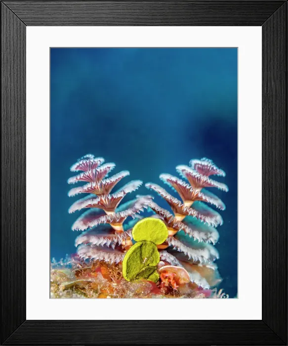 Framed Print : Christmas Tree Worm (Spirobranchus giganteus), Grand Cayman, Cayman Islands, British West Indies Framed Print : Christmas Tree Worm (Spirobranchus giganteus), Grand Cayman, Cayman Islands, British West Indies