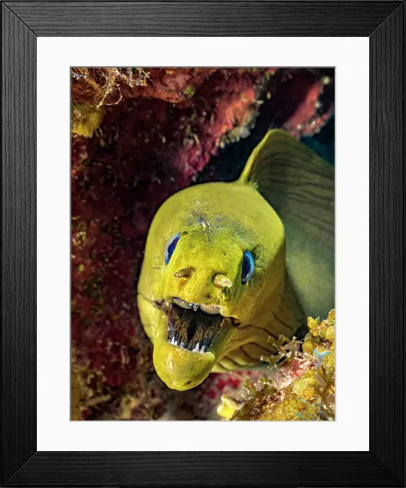 Framed Print : Green Moray Eel (Gymnothorax funebris), Grand Cayman, Cayman Islands, British West Indies