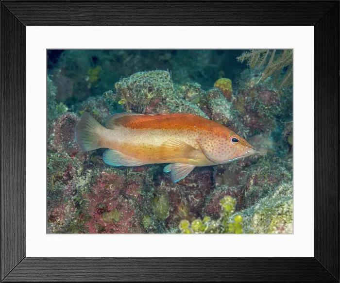 Framed Print : Coney (Cephalopholis fulva), bicolor variation, Grand Cayman, Cayman Islands, British West Indies Framed Print : Coney (Cephalopholis fulva), bicolor variation, Grand Cayman, Cayman Islands, British West Indies