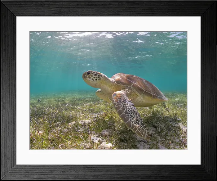 Framed Print : Green Turtle (Chelonia mydas), Grand Cayman, Cayman Islands, British West Indies Framed Print : Green Turtle (Chelonia mydas), Grand Cayman, Cayman Islands, British West Indies