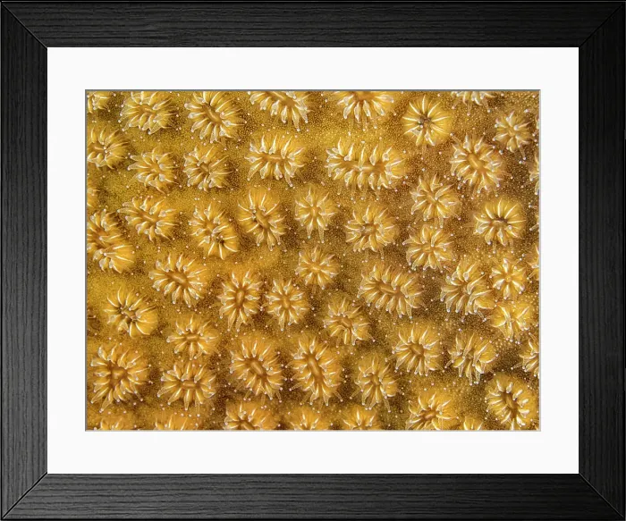 Framed Print : Elliptical Star Coral (Dichocoenia stokesi), Grand Cayman, Cayman Islands, British West Indies