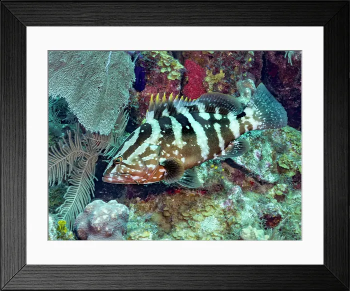 Framed Print : Nassau Grouper (Epinephelus striatus), Grand Cayman, Cayman Islands, British West Indies Framed Print : Nassau Grouper (Epinephelus striatus), Grand Cayman, Cayman Islands, British West Indies