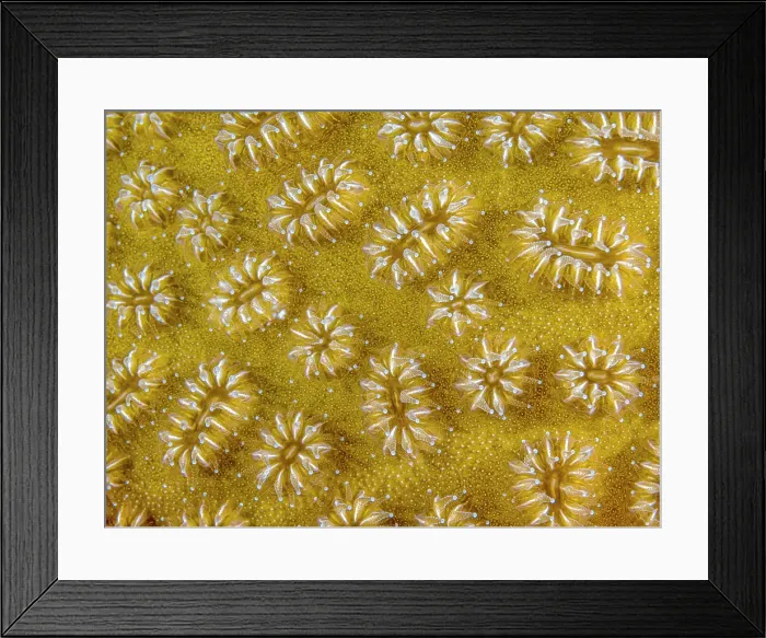 Framed Print : Elliptical Star Coral (Dichocoenia stokesi), Grand Cayman, Cayman Islands, British West Indies