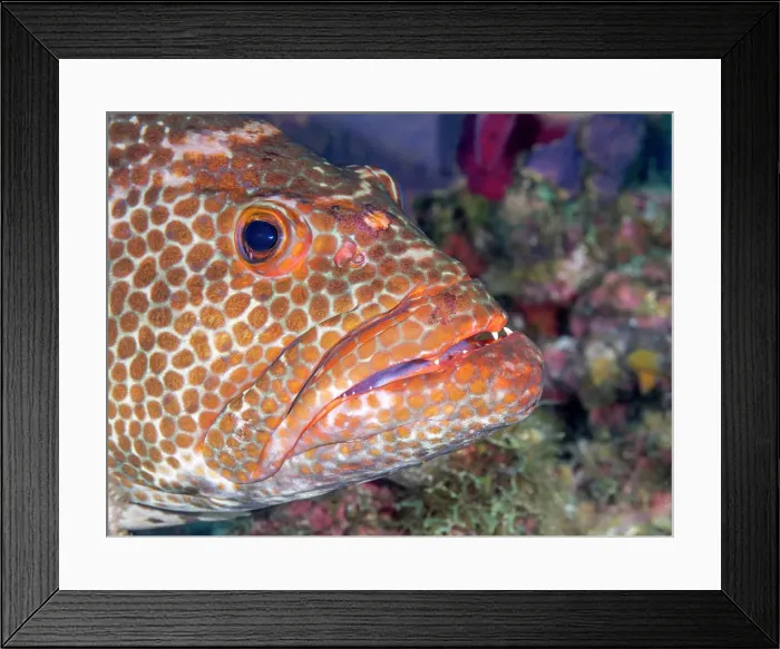 Framed Print : Tiger Grouper (Mycteroperca tigris), Grand Cayman, Cayman Islands, British West Indies Framed Print : Tiger Grouper (Mycteroperca tigris), Grand Cayman, Cayman Islands, British West Indies