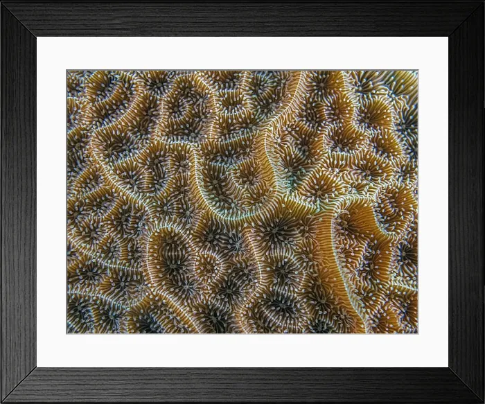 Framed Print : Low Relief Lettuce Coral (Agaricia humilis), Grand Cayman, Cayman Islands, British West Indies Framed Print : Low Relief Lettuce Coral (Agaricia humilis), Grand Cayman, Cayman Islands, British West Indies