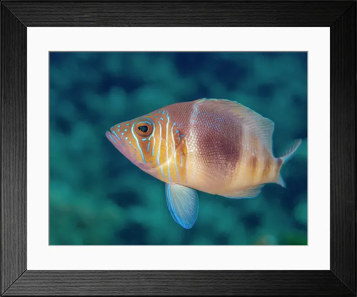 Framed Print : Barred Hamlet (Hypoplectrus puella), Grand Cayman, Cayman Islands, British West Indies Framed Print : Barred Hamlet (Hypoplectrus puella), Grand Cayman, Cayman Islands, British West Indies