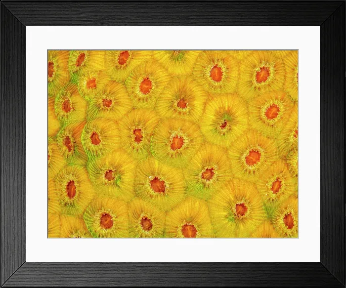 Framed Print : Great Star Coral (Montastraea cavernosa), Grand Cayman, Cayman Islands, British West Indies Framed Print : Great Star Coral (Montastraea cavernosa), Grand Cayman, Cayman Islands, British West Indies