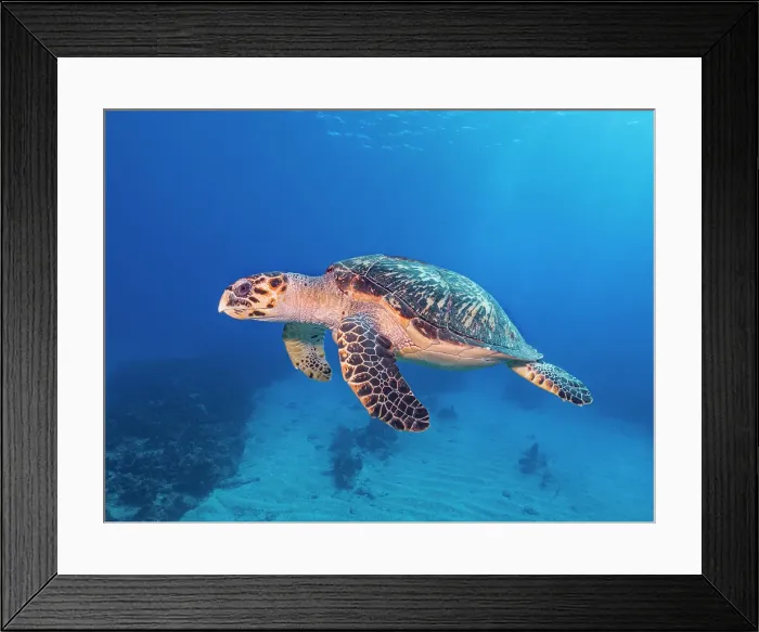 Framed Print : Hawksbill Turtle (Eretmochelys imbricata), Grand Cayman, Cayman Islands, British West Indies Framed Print : Hawksbill Turtle (Eretmochelys imbricata), Grand Cayman, Cayman Islands, British West Indies