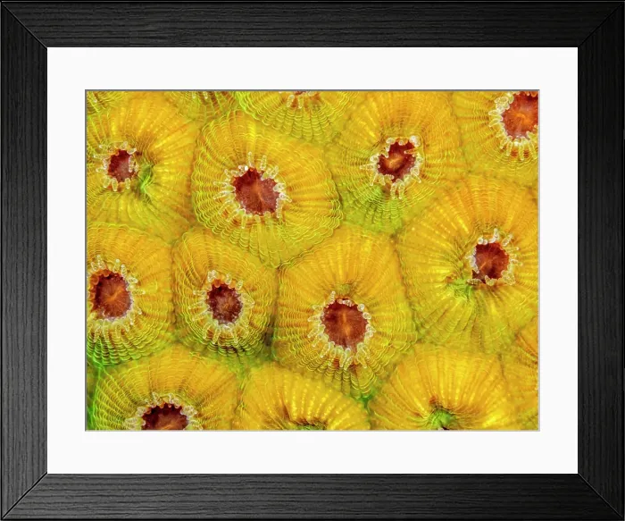 Framed Print : Great Star Coral (Montastraea cavernosa), Grand Cayman, Cayman Islands, British West Indies Framed Print : Great Star Coral (Montastraea cavernosa), Grand Cayman, Cayman Islands, British West Indies