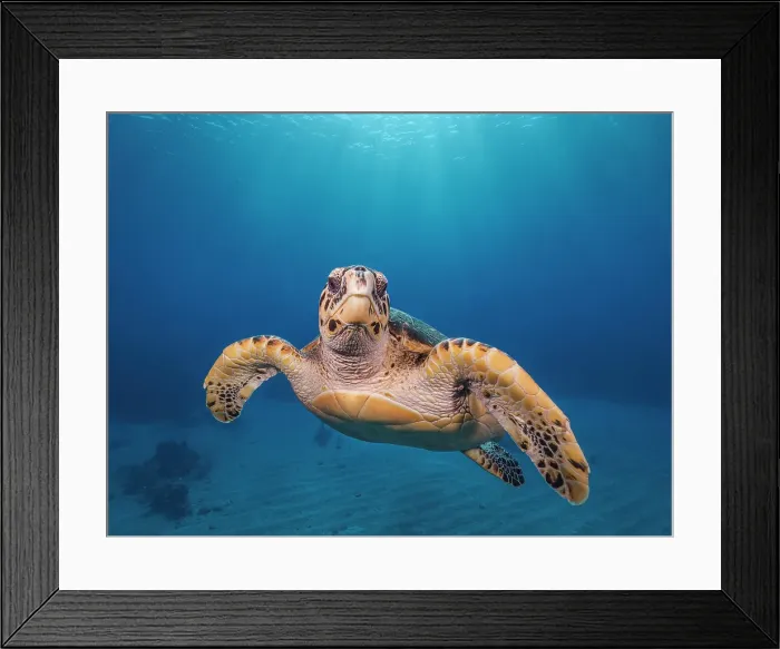 Framed Print : Hawksbill Turtle (Eretmochelys imbricata), Grand Cayman, Cayman Islands, British West Indies Framed Print : Hawksbill Turtle (Eretmochelys imbricata), Grand Cayman, Cayman Islands, British West Indies
