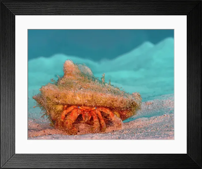 Framed Print : Blue-Eye Hermit Crab (Paguristes sericeus), Grand Cayman, Cayman Islands, British West Indies Framed Print : Blue-Eye Hermit Crab (Paguristes sericeus), Grand Cayman, Cayman Islands, British West Indies