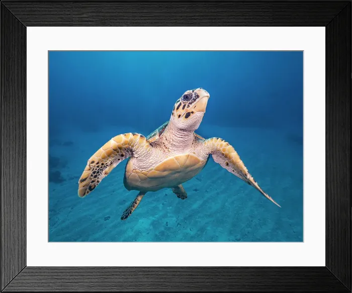 Framed Print : Hawksbill Turtle (Eretmochelys imbricata), Grand Cayman, Cayman Islands, British West Indies Framed Print : Hawksbill Turtle (Eretmochelys imbricata), Grand Cayman, Cayman Islands, British West Indies