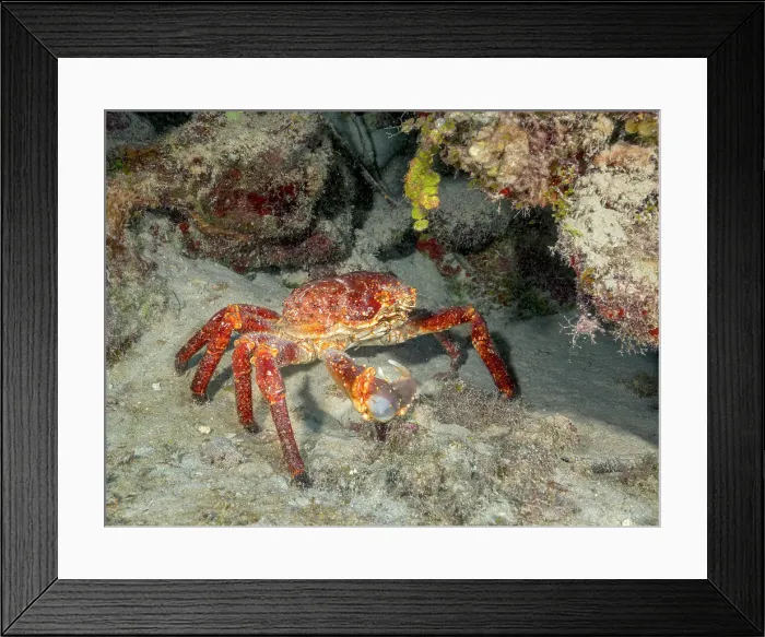 Framed Print : Channel Clinging Crab (Mithrax spinosissimus), Grand Cayman, Cayman Islands, British West Indies Also known as: King Crab, Reef Spider Crab, Coral Crab