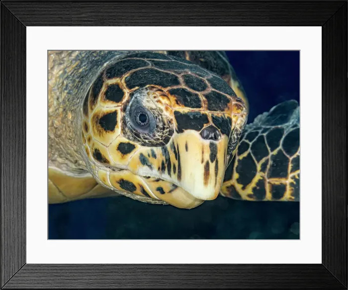 Framed Print : Hawksbill Turtle (Eretmochelys imbricata), Grand Cayman, Cayman Islands, British West Indies Framed Print : Hawksbill Turtle (Eretmochelys imbricata), Grand Cayman, Cayman Islands, British West Indies