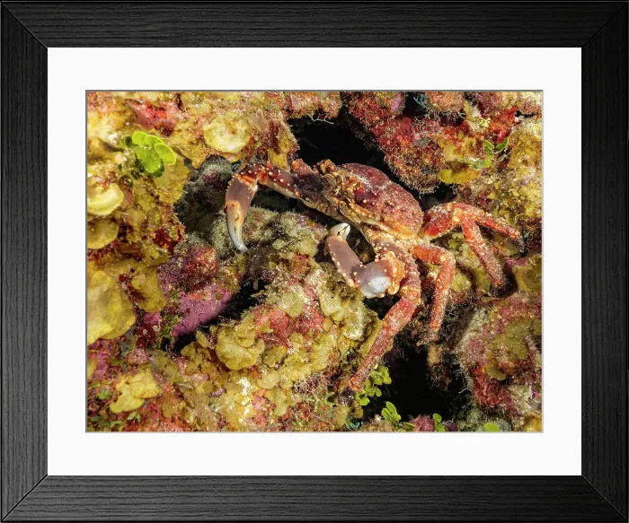 Framed Print : Channel Clinging Crab (Mithrax spinosissimus), Grand Cayman, Cayman Islands, British West Indies Framed Print : Channel Clinging Crab (Mithrax spinosissimus), Grand Cayman, Cayman Islands, British West Indies