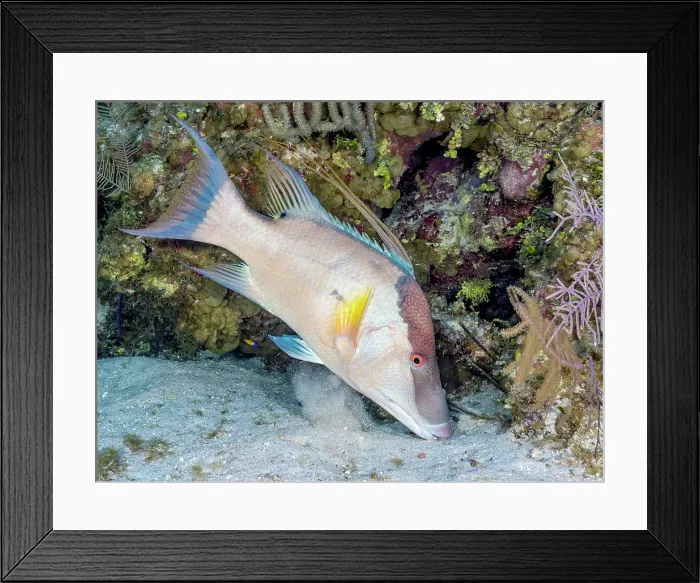 Framed Print : Hogfish (Lachnolaimus maximus), Grand Cayman, Cayman Islands, British West Indies Framed Print : Hogfish (Lachnolaimus maximus), Grand Cayman, Cayman Islands, British West Indies