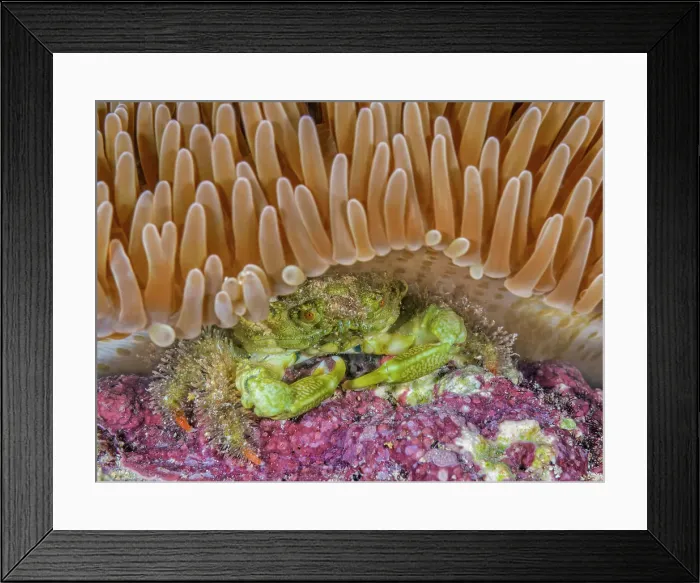 Framed Print : Green Clinging Crab (Mithraculus sculptus) beneath a Sun Anemone (Stichodactyla helianthus), Grand Cayman, Cayman Islands, British West Indies Framed Print : Green Clinging Crab (Mithraculus sculptus) beneath a Sun Anemone (Stichodactyla helianthus), Grand Cayman, Cayman Islands, British West Indies