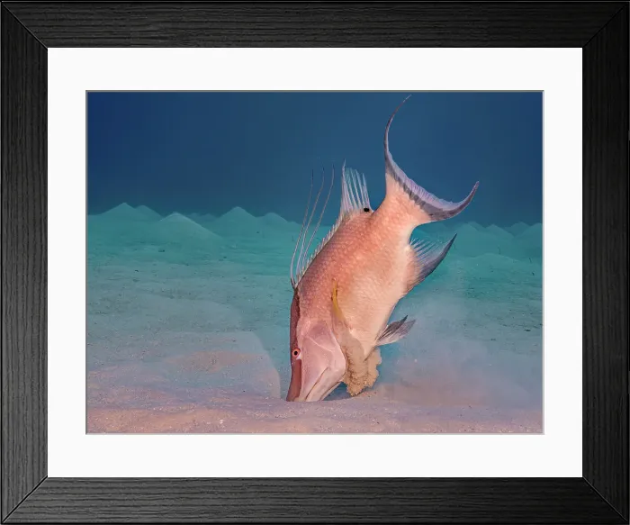 Framed Print : Hogfish (Lachnolaimus maximus), Grand Cayman, Cayman Islands, British West Indies Framed Print : Hogfish (Lachnolaimus maximus), Grand Cayman, Cayman Islands, British West Indies