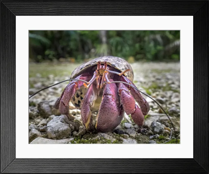 Framed Print : Caribbean Hermit Crab (Coenobita clypeatus), Grand Cayman, Cayman Islands, British West Indies Framed Print : Caribbean Hermit Crab (Coenobita clypeatus), Grand Cayman, Cayman Islands, British West Indies