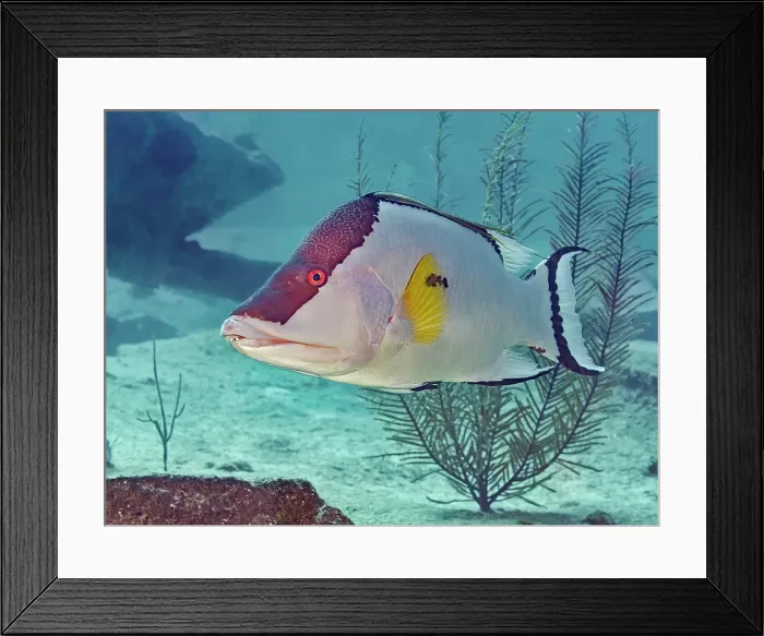 Framed Print : Hogfish (Lachnolaimus maximus), terminal pahse, Grand Cayman, Cayman Islands, British West Indies Framed Print : Hogfish (Lachnolaimus maximus), terminal pahse, Grand Cayman, Cayman Islands, British West Indies