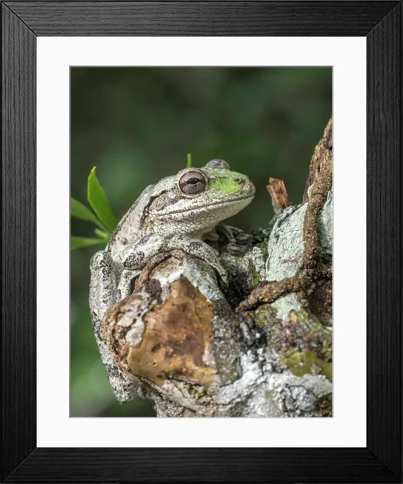 Framed Print : Cuban Tree Frog (Osteopilus septentrionalis), Grand Cayman, Cayman Islands, British West Indies Framed Print : Cuban Tree Frog (Osteopilus septentrionalis), Grand Cayman, Cayman Islands, British West Indies