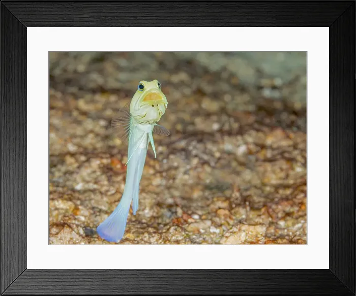 Framed Print : Yellow-headed Jawfish (Opistognathus aurifrons), Grand Cayman, Cayman Islands, British West Indies Framed Print : Yellow-headed Jawfish (Opistognathus aurifrons), Grand Cayman, Cayman Islands, British West Indies