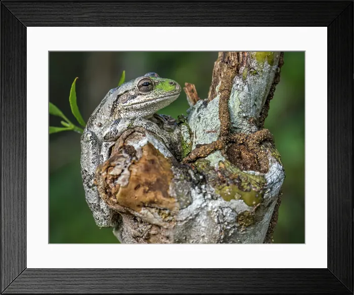 Framed Print : Cuban Tree Frog (Osteopilus septentrionalis), Grand Cayman, Cayman Islands, British West Indies Framed Print : Cuban Tree Frog (Osteopilus septentrionalis), Grand Cayman, Cayman Islands, British West Indies