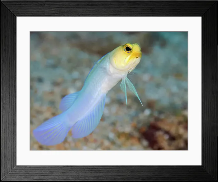 Framed Print : Yellow-headed Jawfish (Opistognathus aurifrons), Grand Cayman, Cayman Islands, British West Indies Framed Print : Yellow-headed Jawfish (Opistognathus aurifrons), Grand Cayman, Cayman Islands, British West Indies