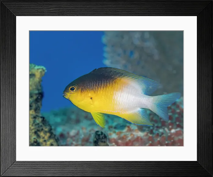 Framed Print : Bicolor Damselfish (Stegastes partitus), Grand Cayman, Cayman Islands, British West Indies Framed Print : Bicolor Damselfish (Stegastes partitus), Grand Cayman, Cayman Islands, British West Indies